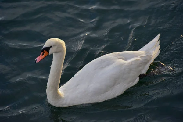 Cygne dans l'eau — Photo