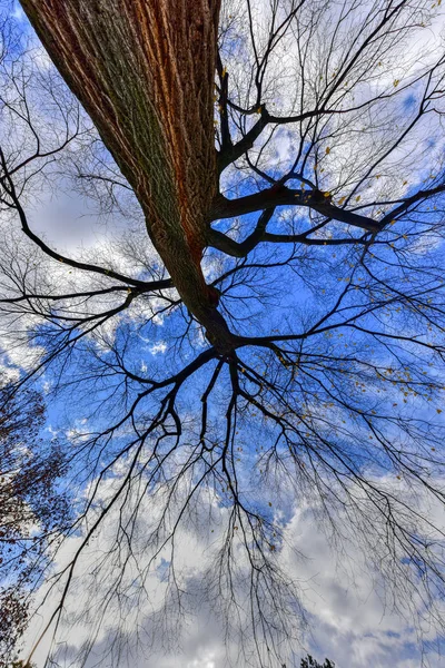 Central Park i höst i New York City — Stockfoto