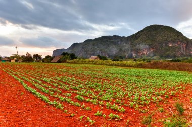 Tütün Ekimi - Vinales Valley, Küba