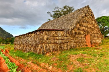 Kurutma odası - Vinales Valley, Küba tütün