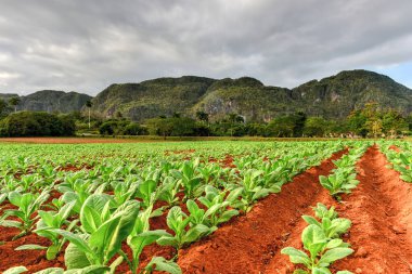 Tütün Ekimi - Vinales Valley, Küba