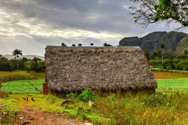 Kurutma odası - Vinales Valley, Küba tütün