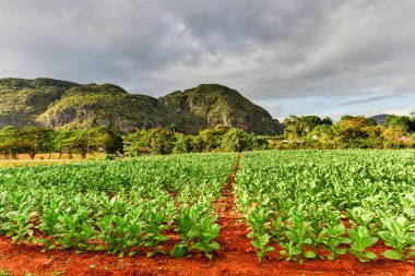 Tütün Ekimi - Vinales Valley, Küba