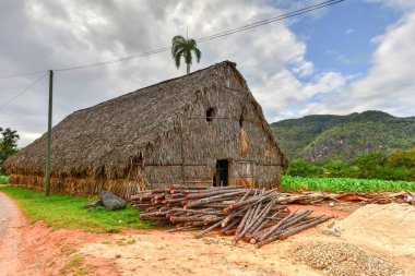 Kurutma odası - Vinales Valley, Küba tütün