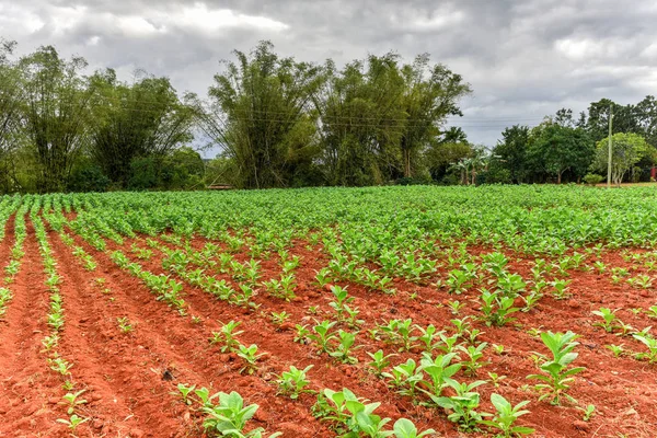 Tabaco - Vinales Valley, Cuba — Fotografia de Stock