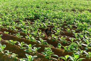 Tütün alan - Vinales, Küba