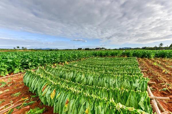 Campo de Tabaco - Vinales Valley, Cuba — Fotografia de Stock