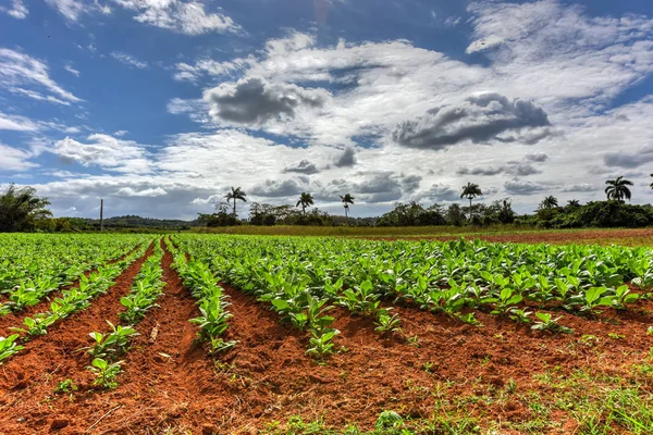 Campo de Tabaco - Vinales Valley, Cuba — Fotografia de Stock