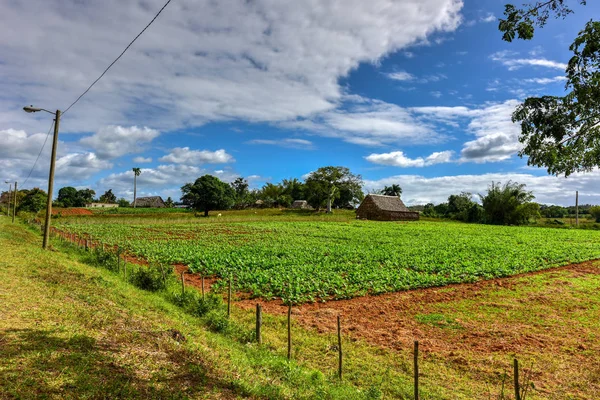 Табачное поле - Vinales Valley, Куба — стоковое фото