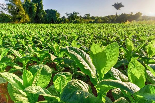 Tabak veld - Viñales Valley, Cuba — Stockfoto