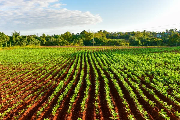 Tobacco Field - Vinales Valley, Cuba — Stock Photo, Image