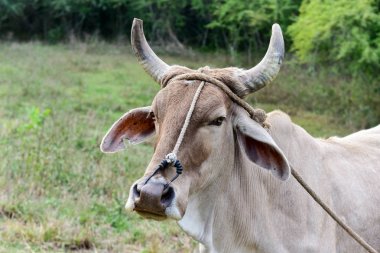 Cuban Cow in Rural Cuba clipart