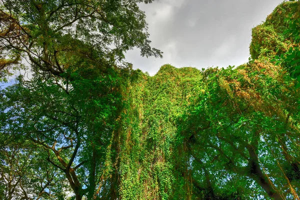 Parco Almendares - L'Avana, Cuba — Foto Stock