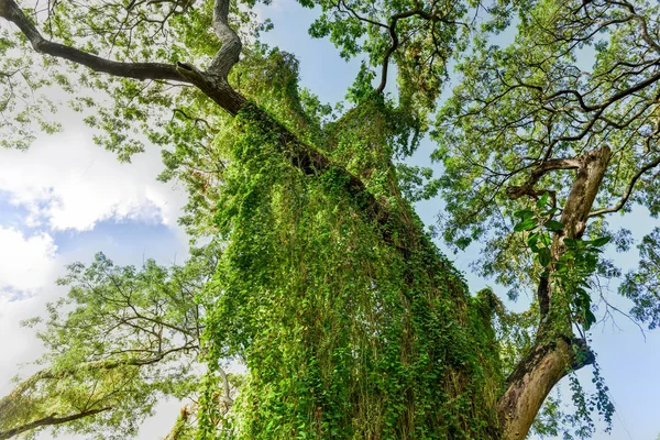 Almendares Park - Havana, Cuba — Stockfoto