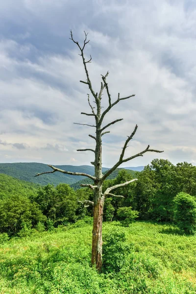 Parc national de Shenandoah - Virginie — Photo