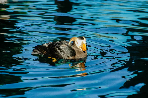 Oiseau macareux - Alaska — Photo