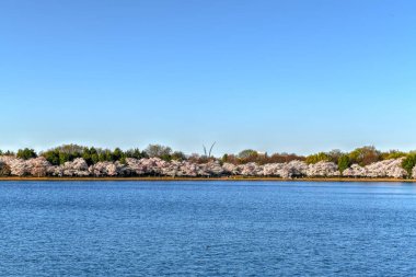 Kiraz çiçekleri - Washington, Dc
