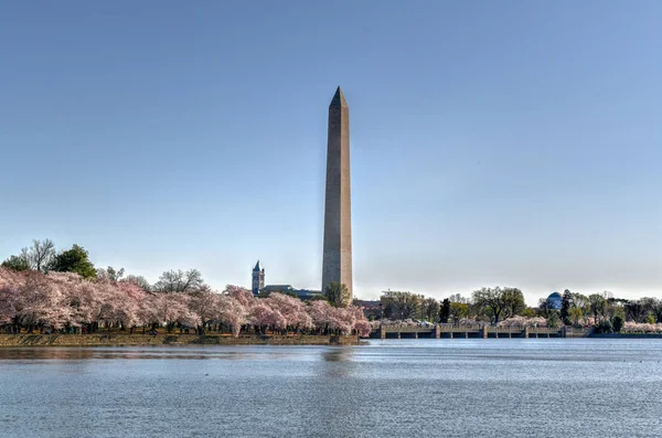 Flores de cerejeira - Washington, DC — Fotografia de Stock