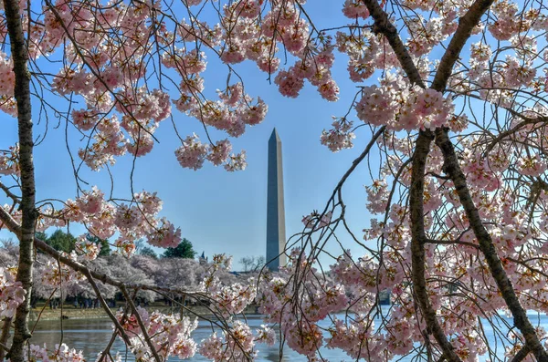 Cherry Blossoms - Washington, Dc — Stockfoto