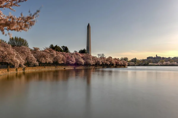 樱花-华盛顿, 华盛顿特区 — 图库照片