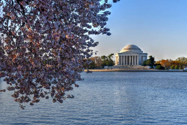 樱花-华盛顿, 华盛顿特区 — 图库照片