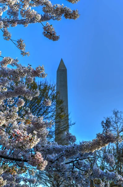Cseresznye virágok - Washington, Dc — Stock Fotó