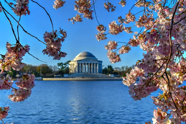 Flores de cerejeira - Washington, DC — Fotografia de Stock