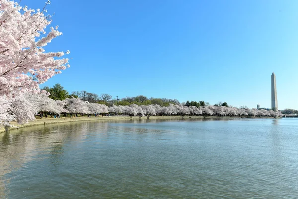 Cherry Blossoms - Washington, Dc — Stockfoto