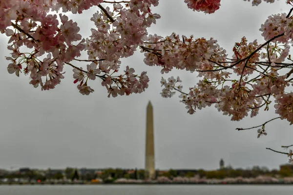 Wiśniowe kwiaty - Pomnik Waszyngtona — Zdjęcie stockowe