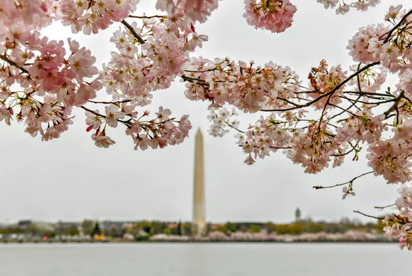 桜 - ワシントン記念塔 — ストック写真