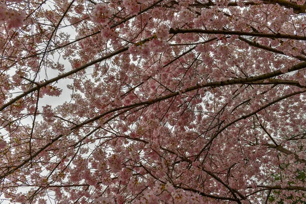 벚꽃-워싱턴 기념비 — 스톡 사진