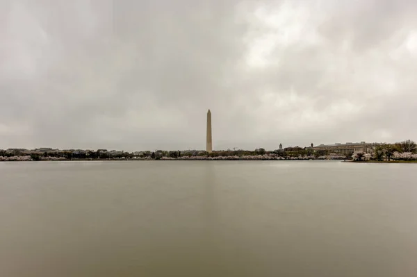 Черри Бенсомс - памятник Вашингтону — стоковое фото