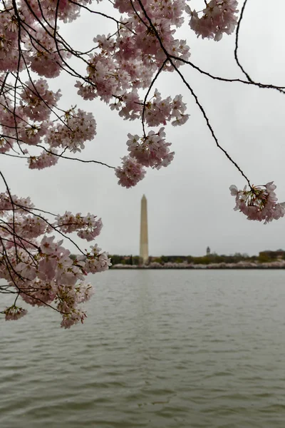 桜 - ワシントン記念塔 — ストック写真