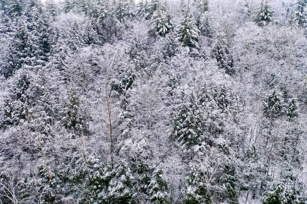 Vermonti erdő — Stock Fotó