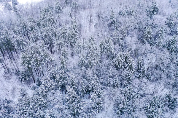 Vermonti erdő — Stock Fotó