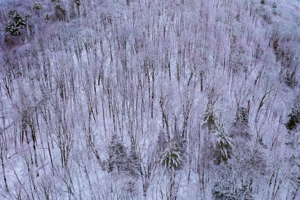 Foresta del Vermont — Foto Stock