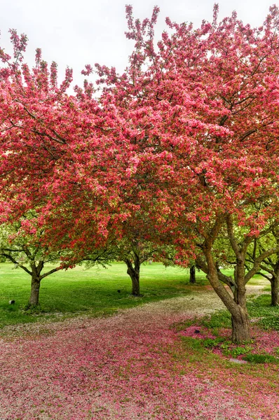 Цветущее Дерево Посадочных Полях Дендрарий Государственный Исторический Парк Время Весны — стоковое фото
