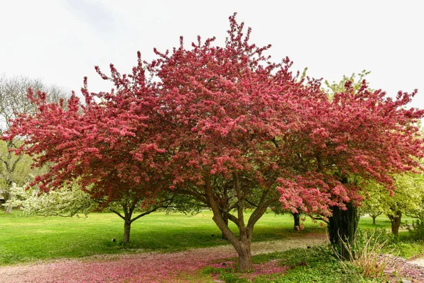 Blommande Träd Planteringsområden Arboretum State Historic Park Våren — Stockfoto