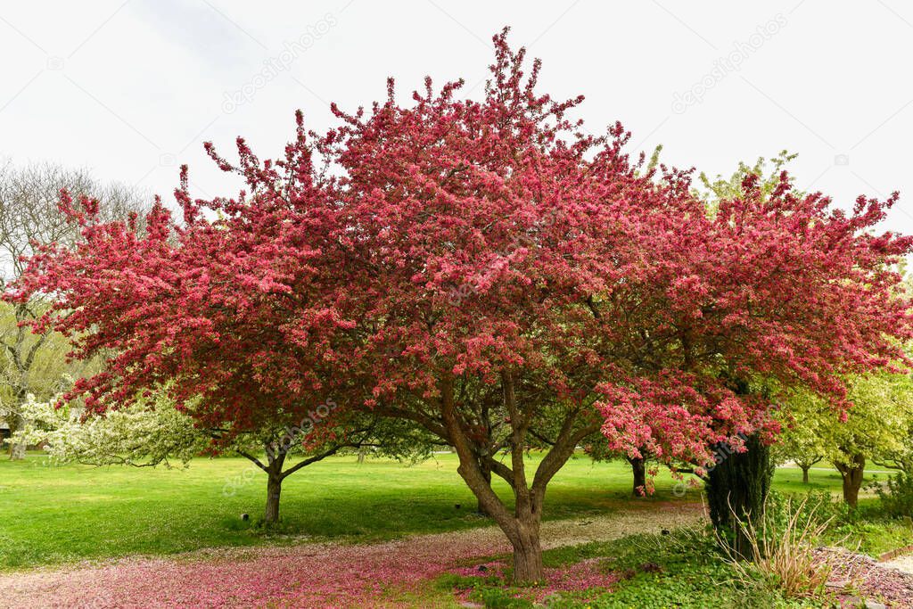 Blossoming Tree in Planting Fields Arboretum State Historic Park during Springtime.