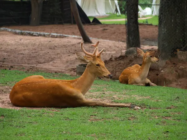 Geyik sahada yalandır