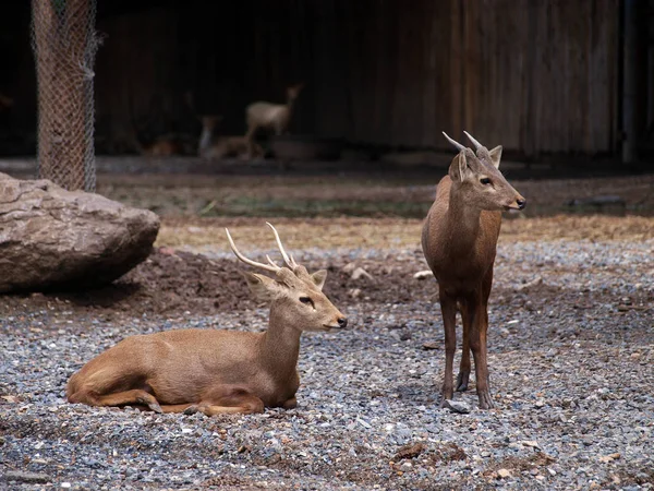 2 sevgili hayvanat bahçesinde hala hayat var.