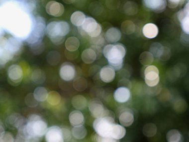 Yeşil arka plan üzerinde bokeh