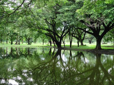 Ağaç arka plan yansıtacak