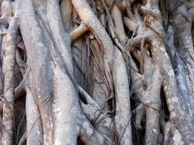 Ağaç kök arka plan