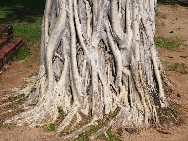 Lo sfondo della radice dell'albero — Foto Stock