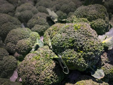 Yeşil bloccoli sebzesi