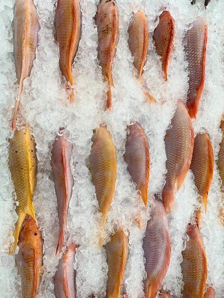 Buzlukta taze balık var.