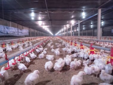 Küçük tavuk akıllı çiftlikteki beslenme makinesinden yemek yiyordu.