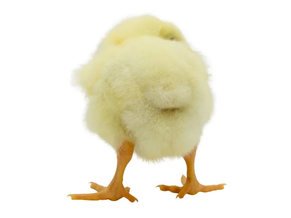 Beyaz arka planı olan izole edilmiş sarı piliç.