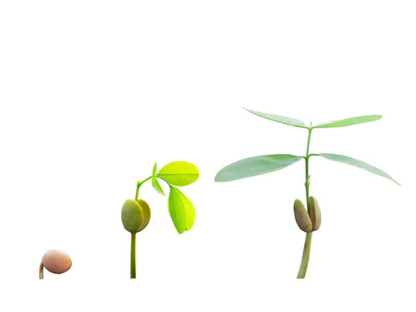 Büyüyen bitkilerin basamakları beyaz arkaplanda izole edilmiş resim 